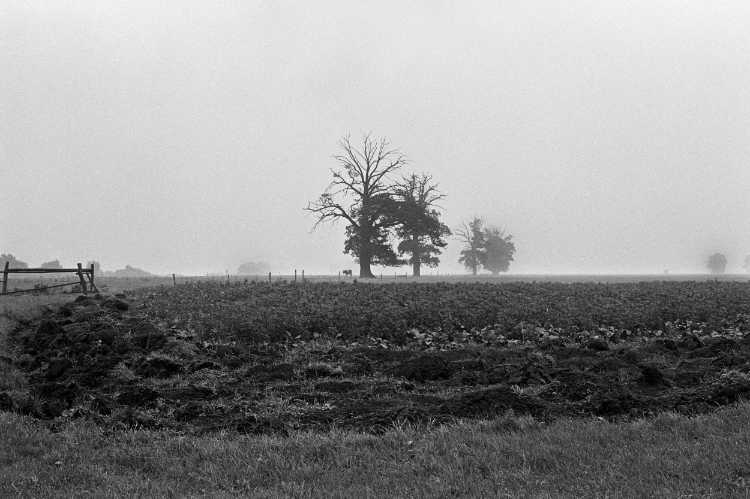 »Horizont mit Kuh«, Westfalen, aus dem Portfolio »Harmonie eines Augenblicks«, Foto © Friedhelm Denkeler 1978