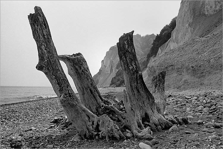 »Versteinerte Baumgruppe«, aus dem Portfolio »Møns Klint«, Foto © Friedhelm Denkeler 1983